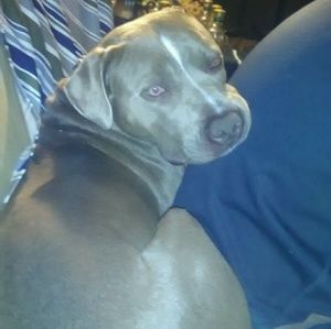 Meet your Posher, Blue